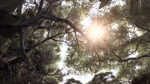 狮子王粤语版在线播放,重温经典，感受非洲草原的传奇魅力